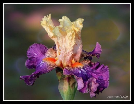 vision 141 la magie des fleurs