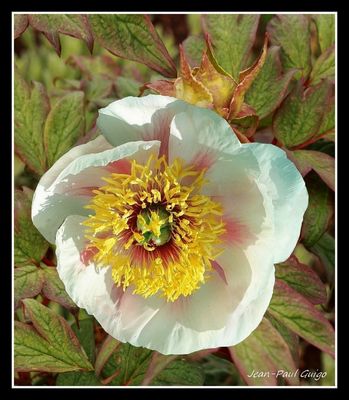 vision 143 la magie des fleurs