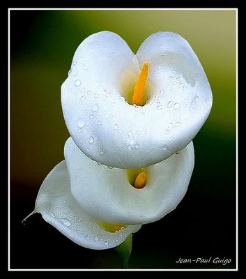 vision 145 la magie des fleurs