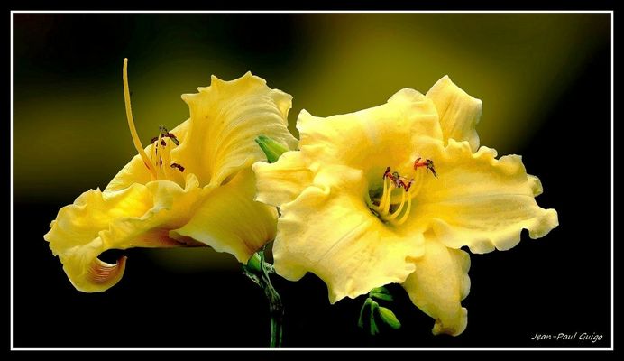 vision 146 la magie des fleurs