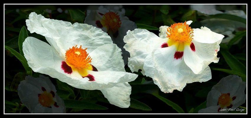 vision 147 la magie des fleurs