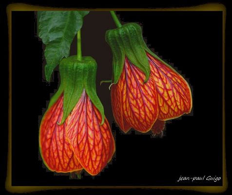 vision 148 à titre posthume