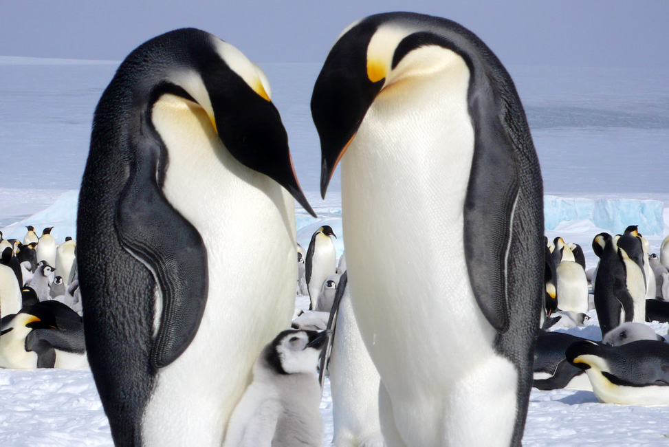 Vision Antarctique (Mer deWeddell)