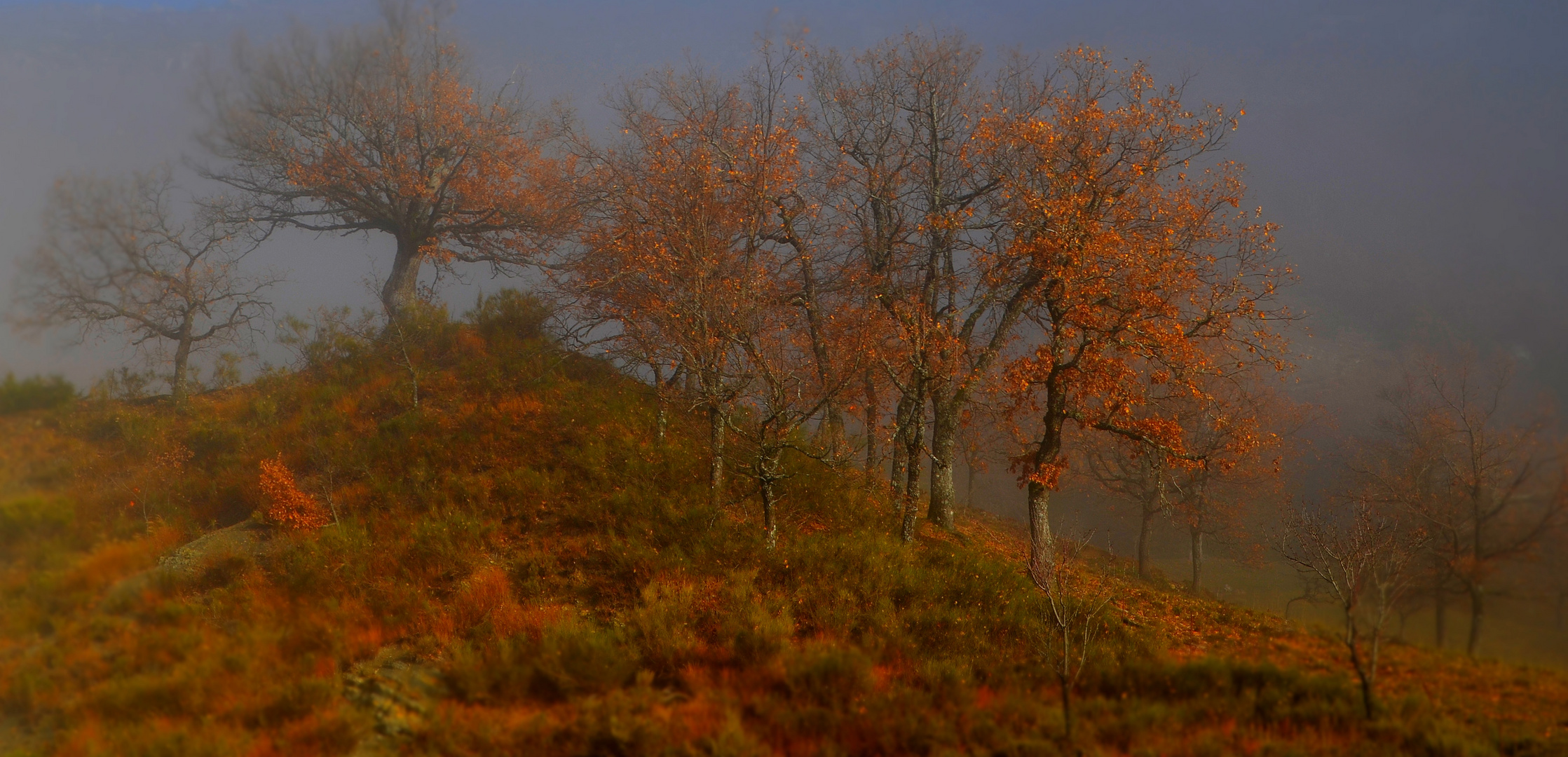 * vision d'un automne qui s'en va *........