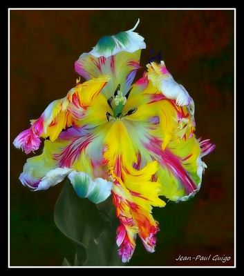 vision139 la magie des fleurs