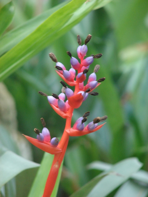 Visit in the botantical garden