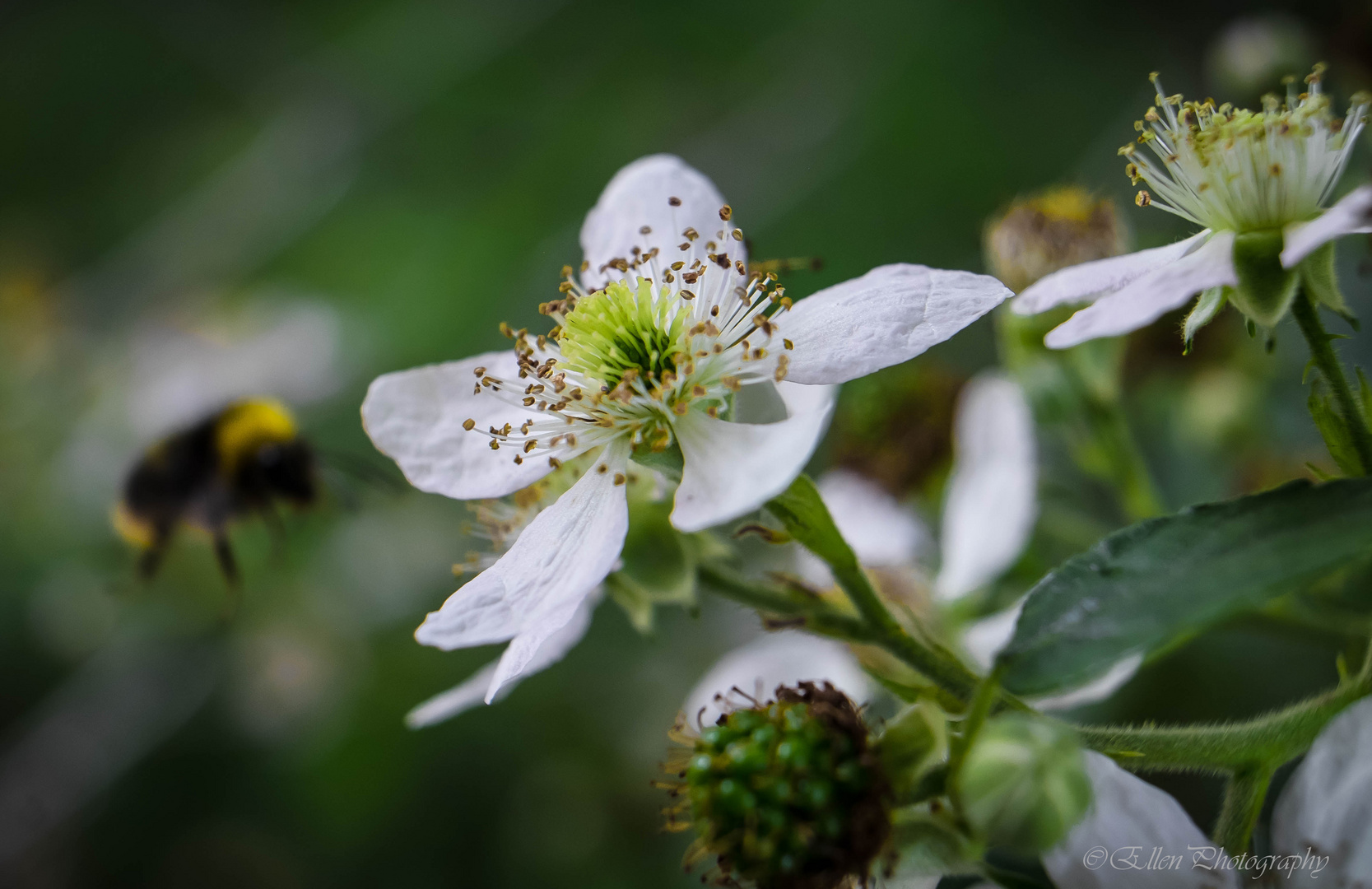 visit of the bumblebee