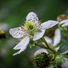 visit of the bumblebee