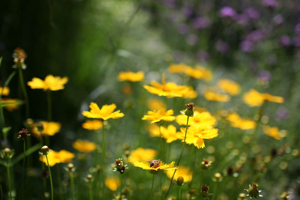 Visit the garden von ALight 