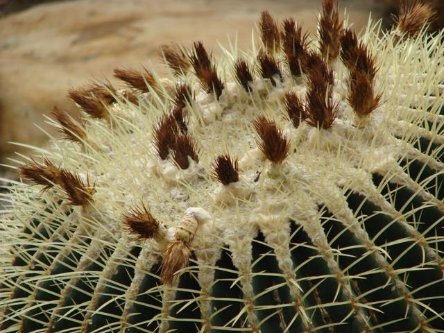 visit to the botanical garden....