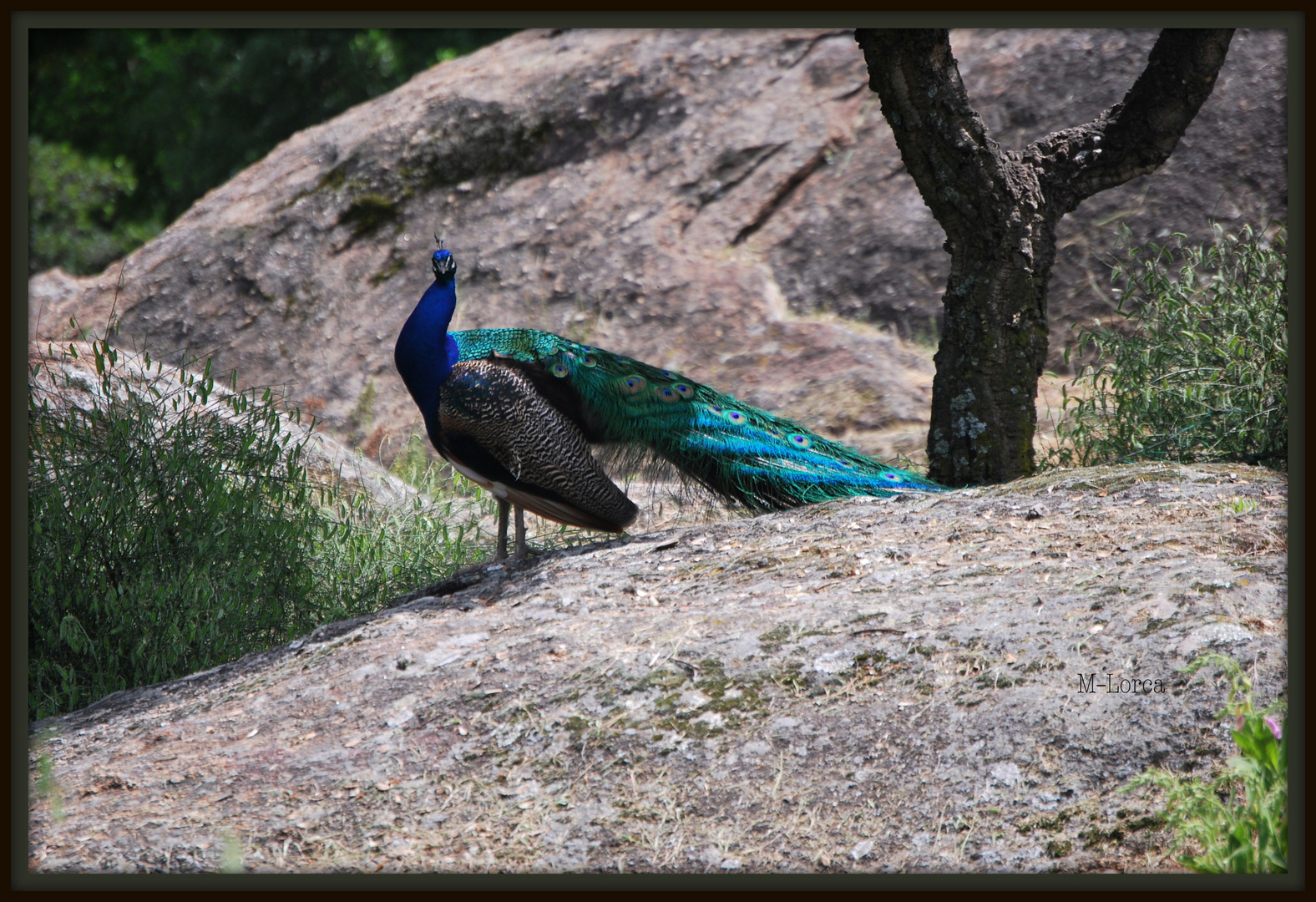 visita al parque los pinos plasencia nº 1