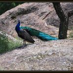 visita al parque los pinos plasencia nº 1