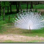 visita al parque los pinos plasencia nº 2 (sin r.