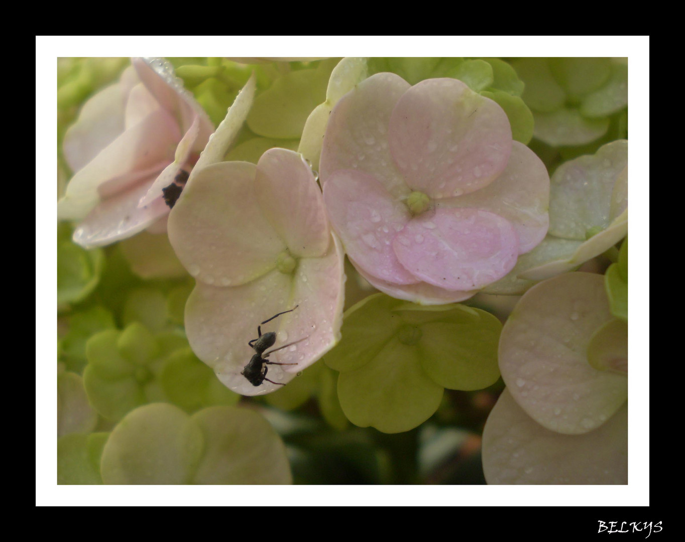 visitando hortensias