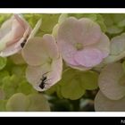 visitando hortensias