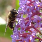 Visite au jardin ...