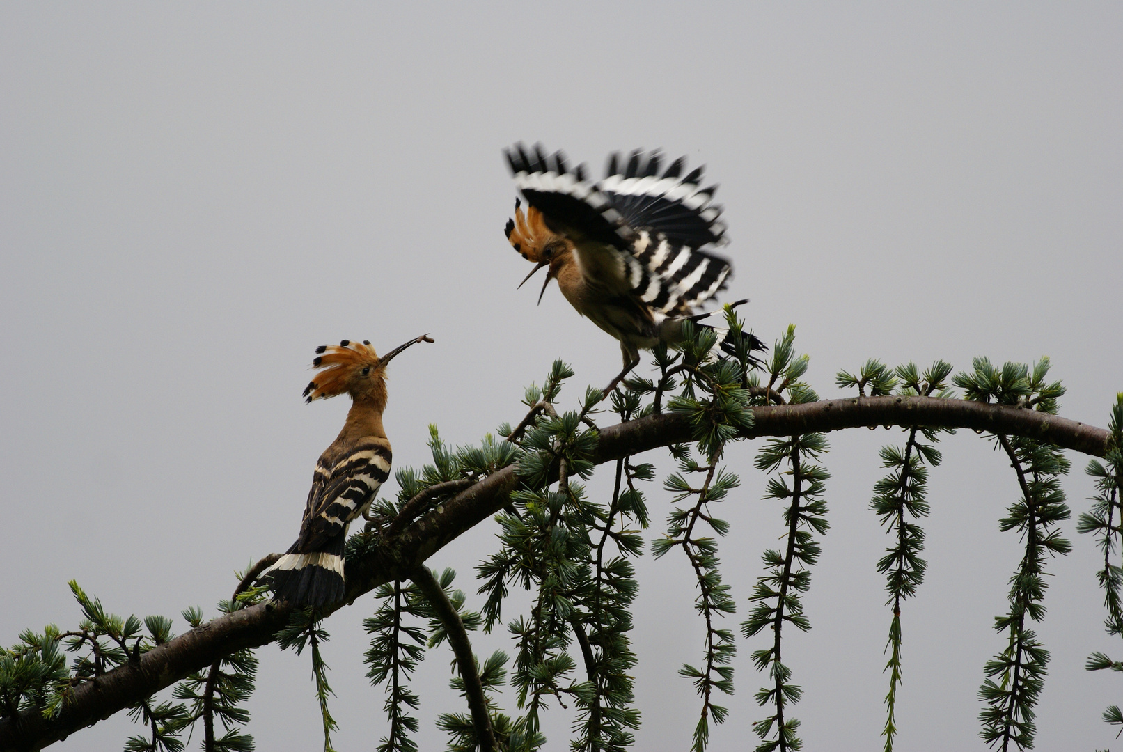 Visite au jardin