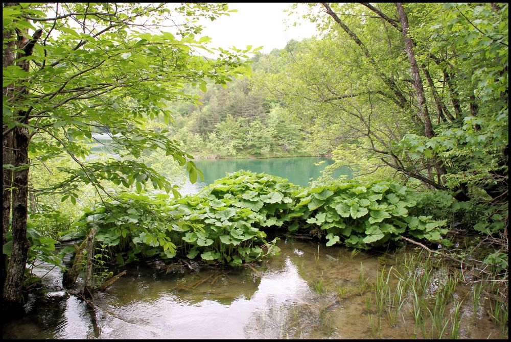 Visite des Lacs de PLITVICE (Croatie)