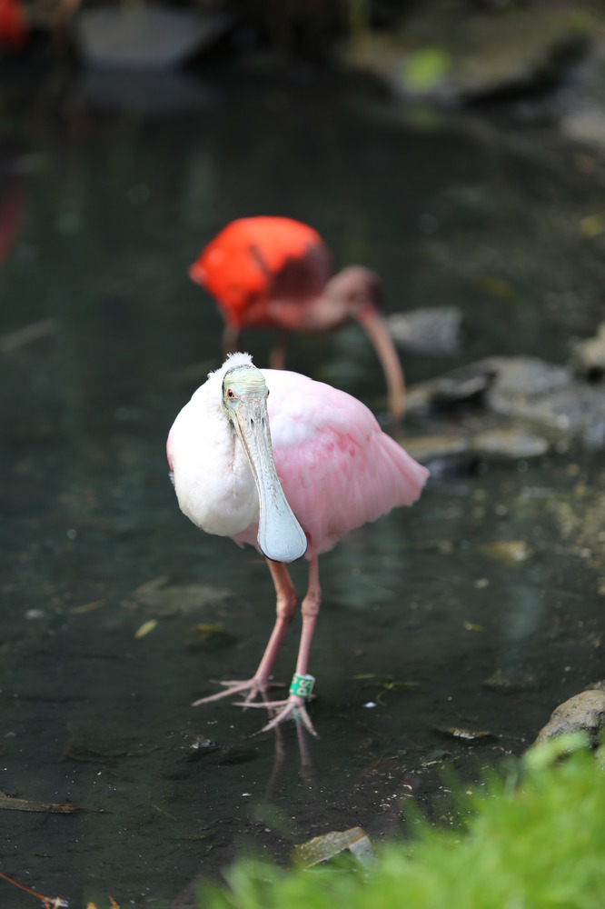 Visite du parc Pairi Daiza 2