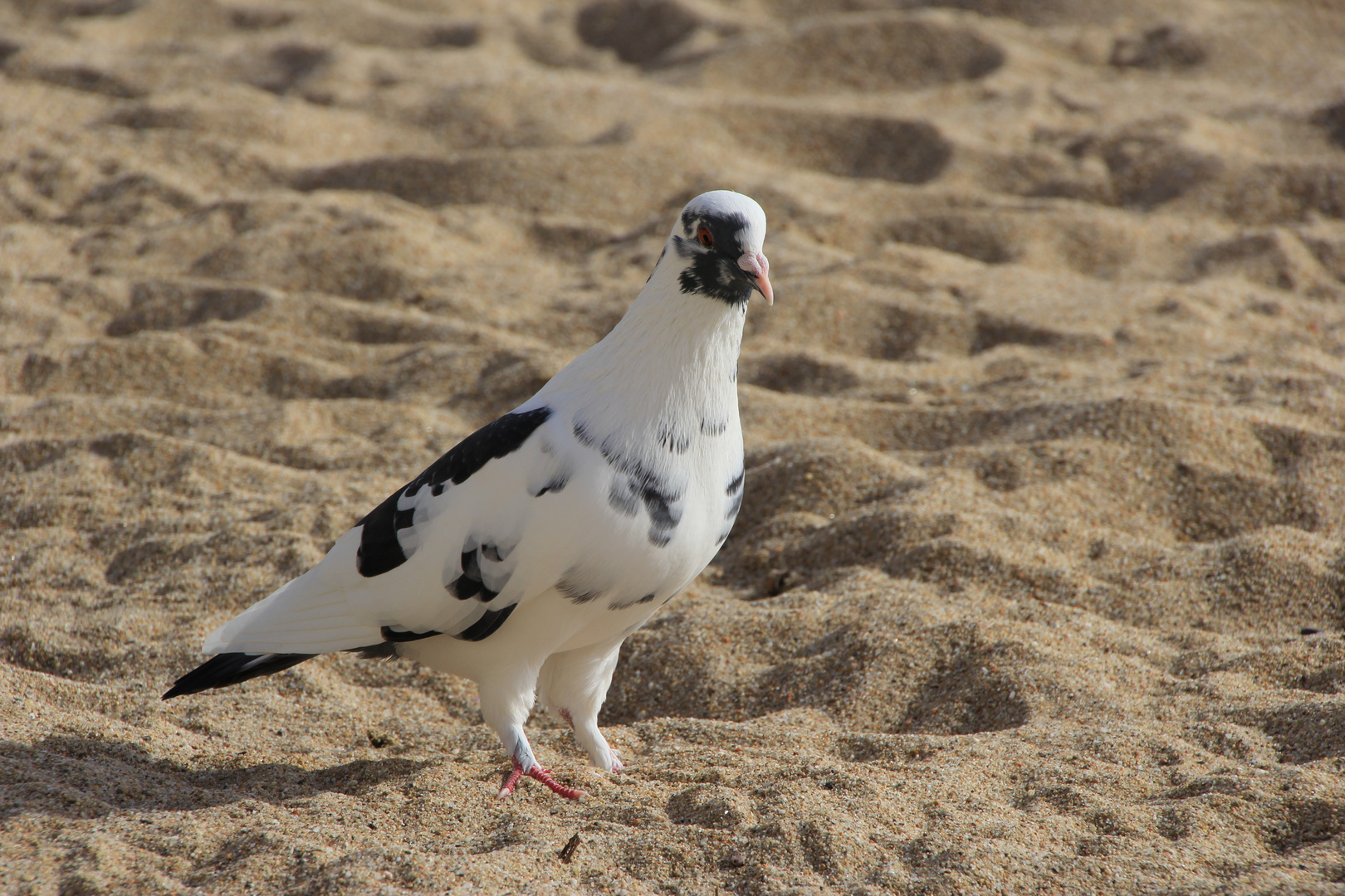 Visite d'un pigeon !