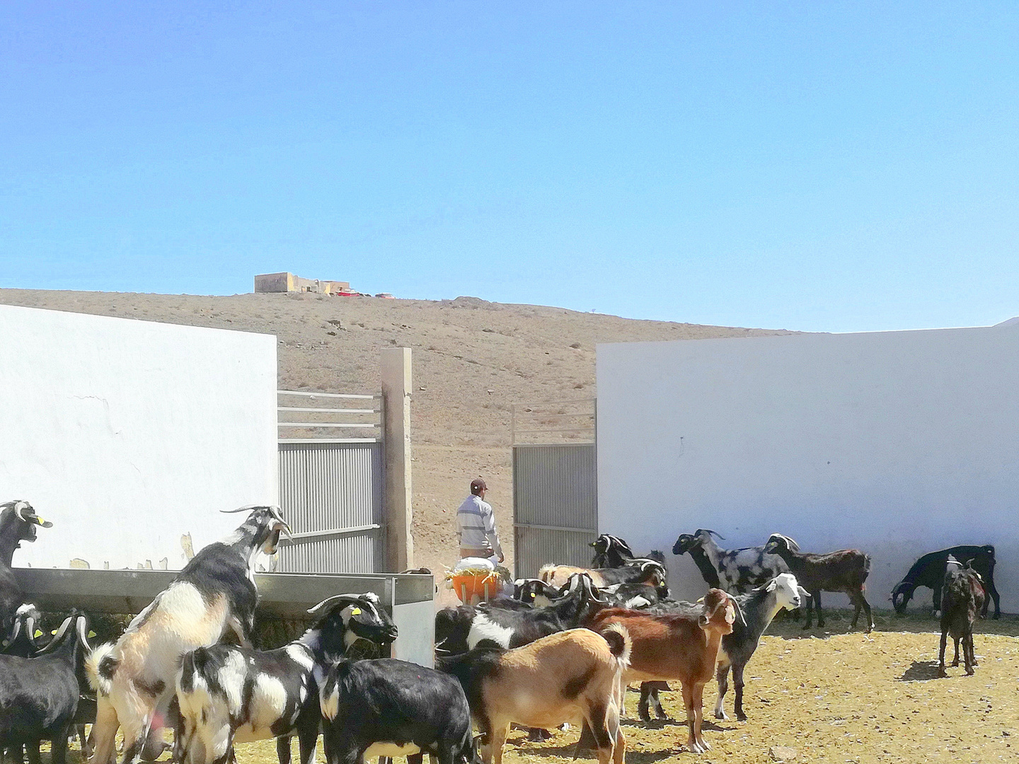 Visite d'une chèvrerie, Fuerteventura