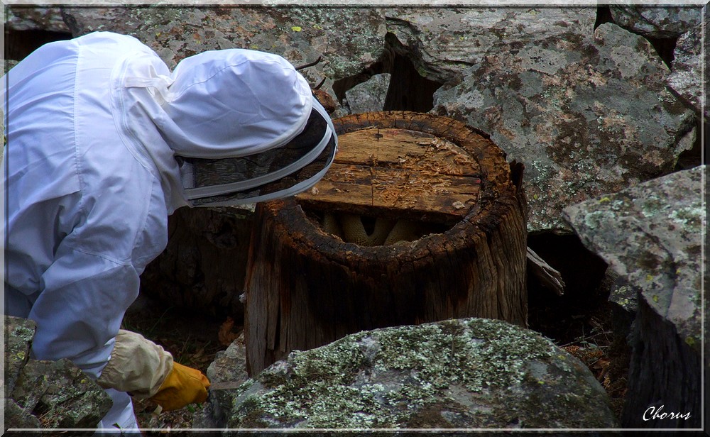 Visite d'une " Ruche tronc "