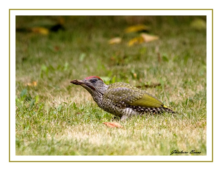 Visite furtive dans notre jardin