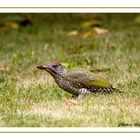 Visite furtive dans notre jardin