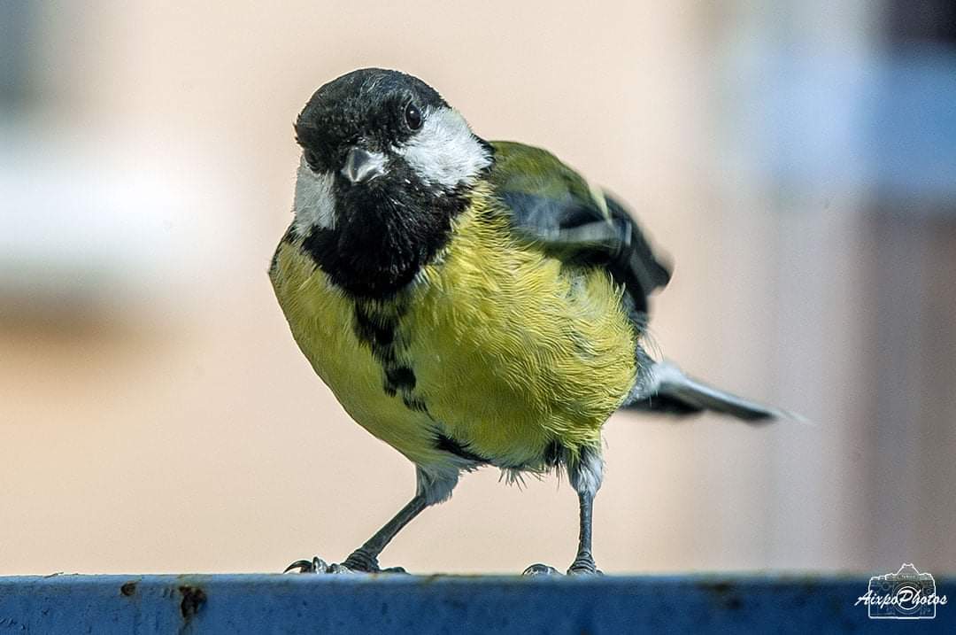 Visite journalière de la Mésange Charbonnière 