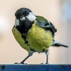 Visite journalière de la Mésange Charbonnière 