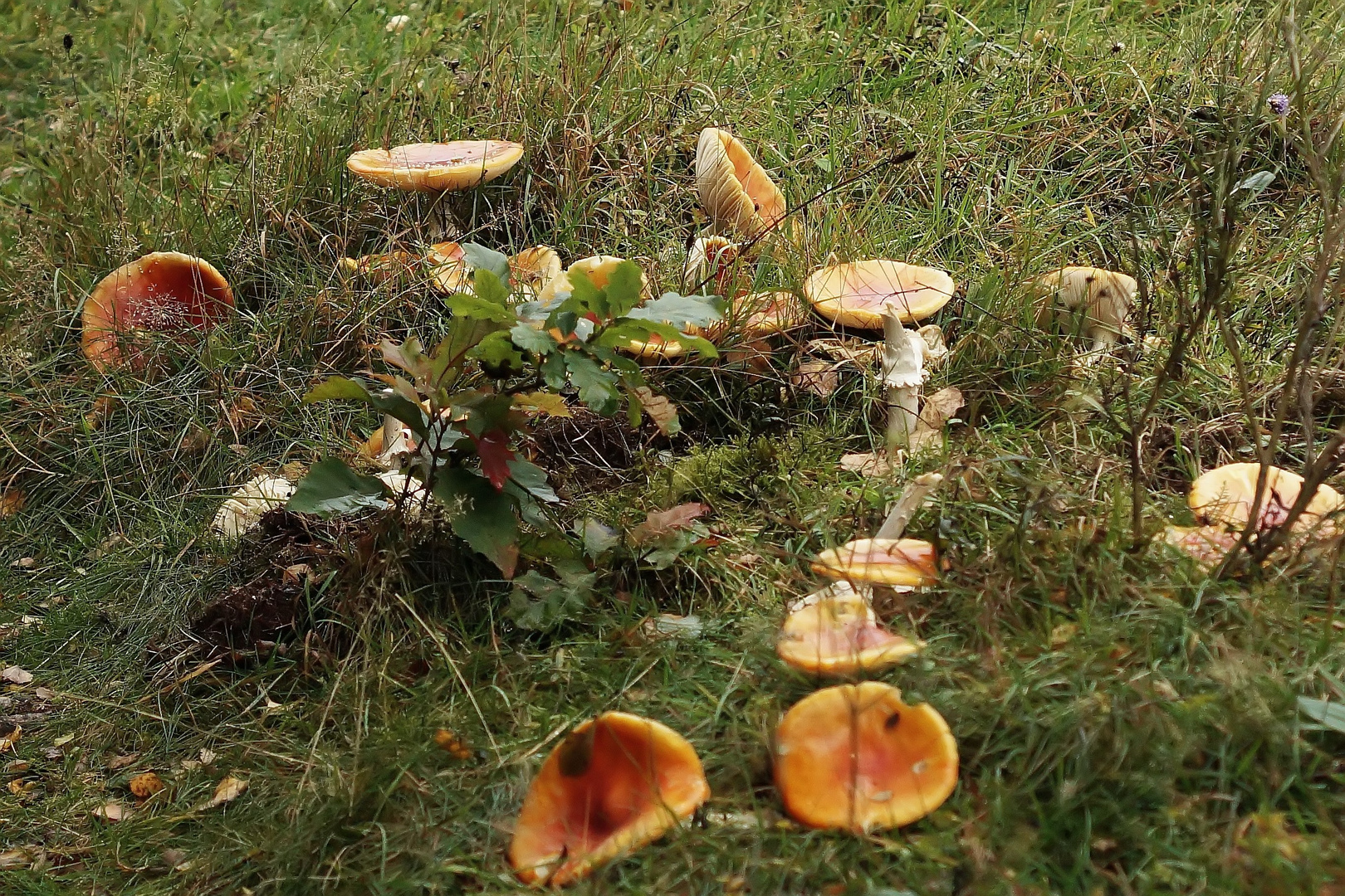 Visitenkarte eines blöden Vandalen