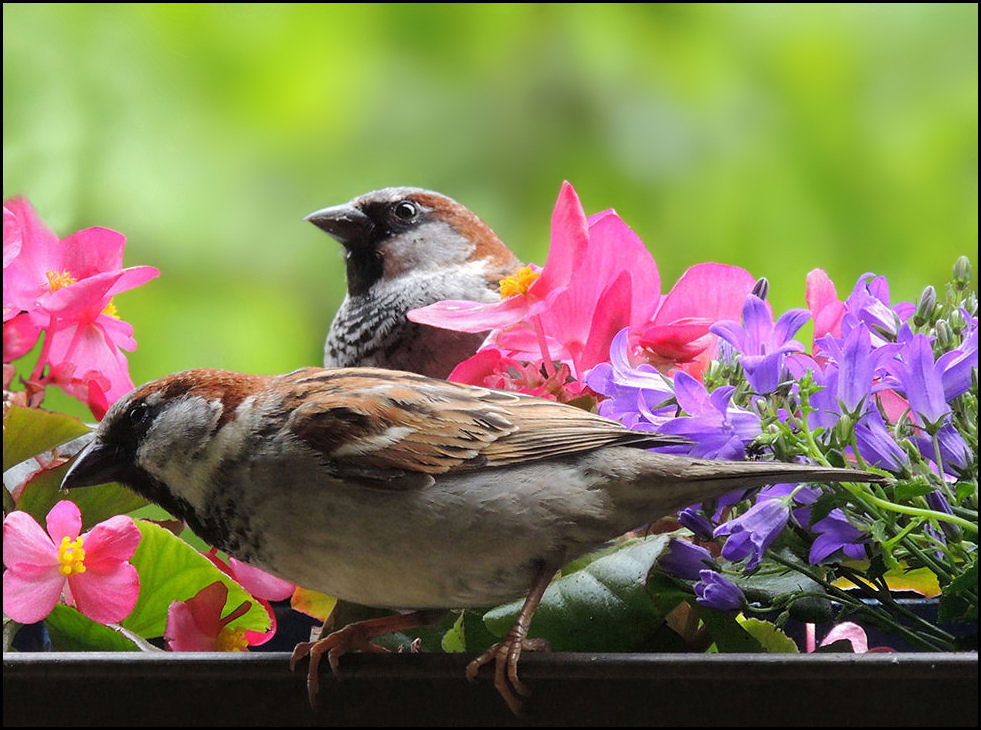 Visiteur - Besucher