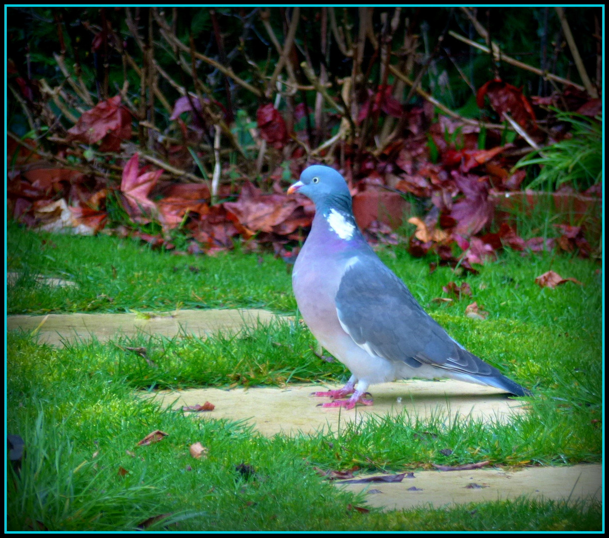 Visiteur de notre jardin 