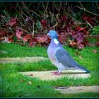 Visiteur de notre jardin 