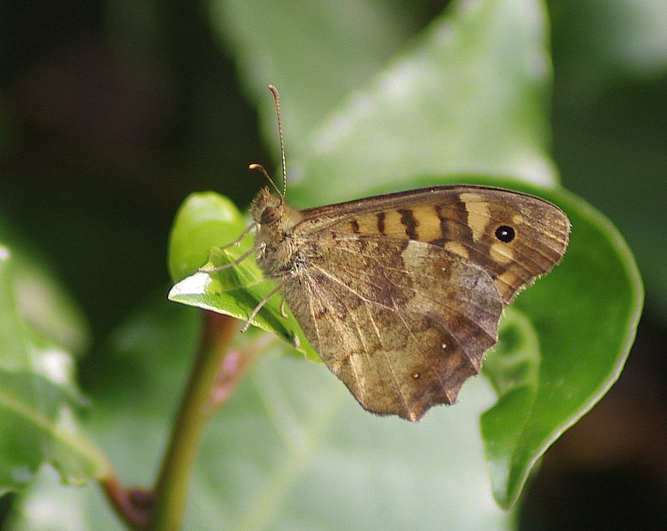 Visiteur du jardin ....