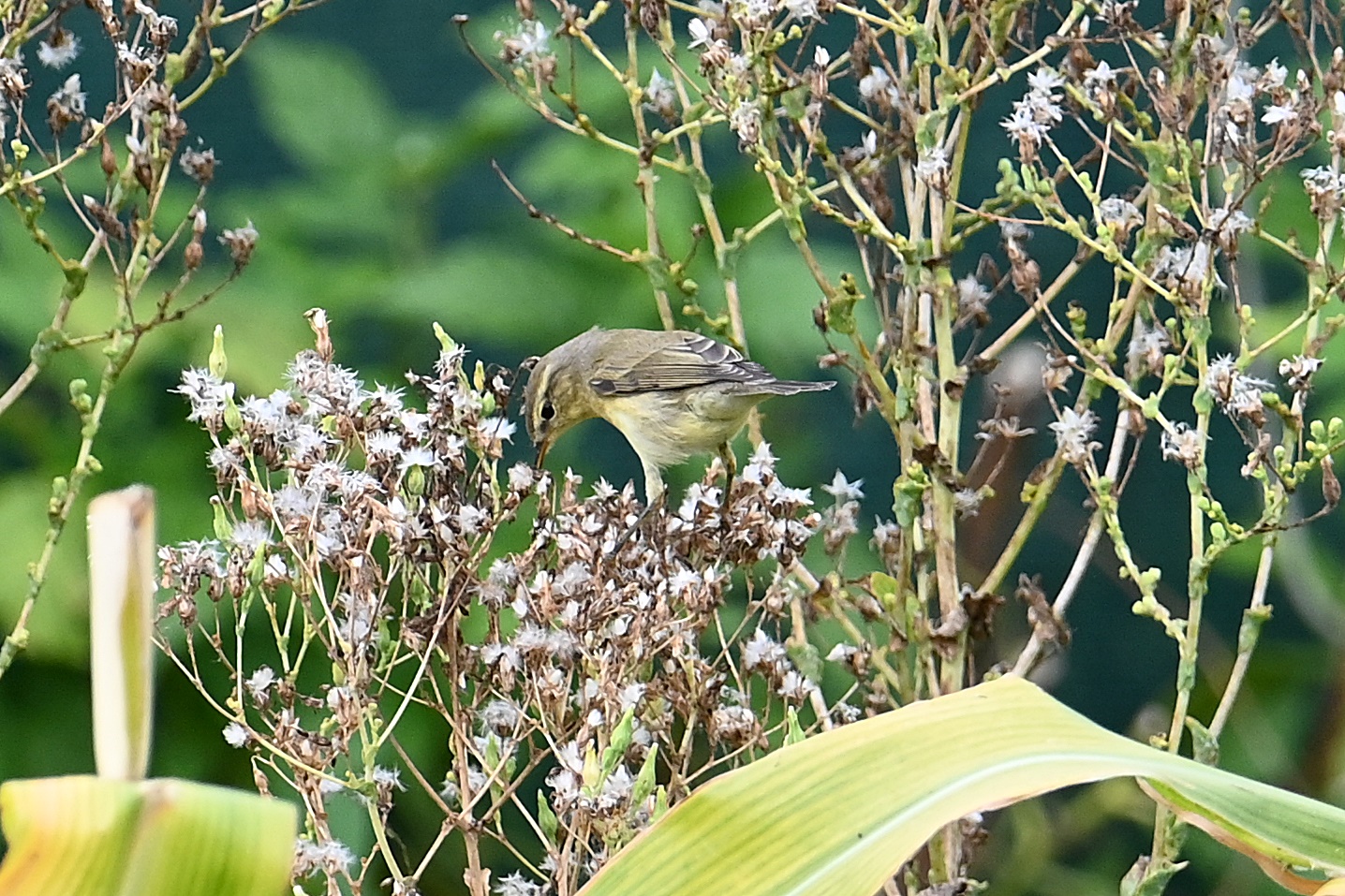 Visiteur du potager