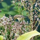 Visiteur du potager