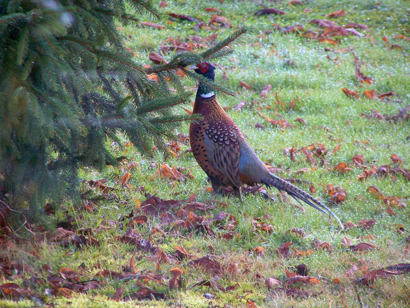 Visiteur inattendu dans mon jardin