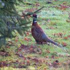 Visiteur inattendu dans mon jardin