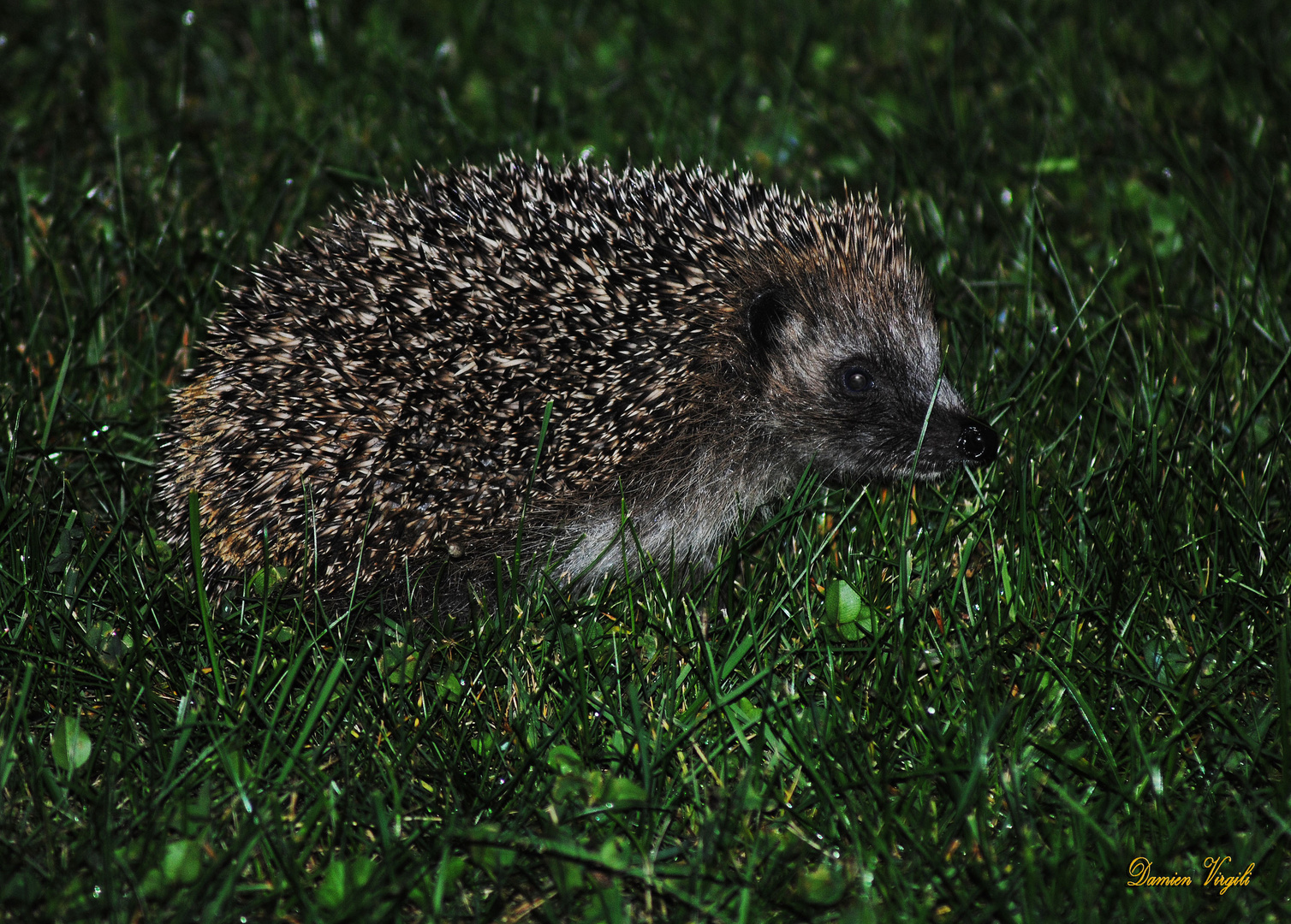 Visiteur nocturne.