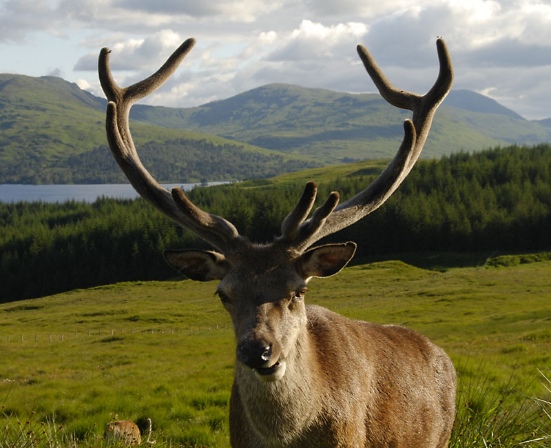 Visitors bei der Bridge of Orchy - 2