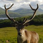 Visitors bei der Bridge of Orchy - 2