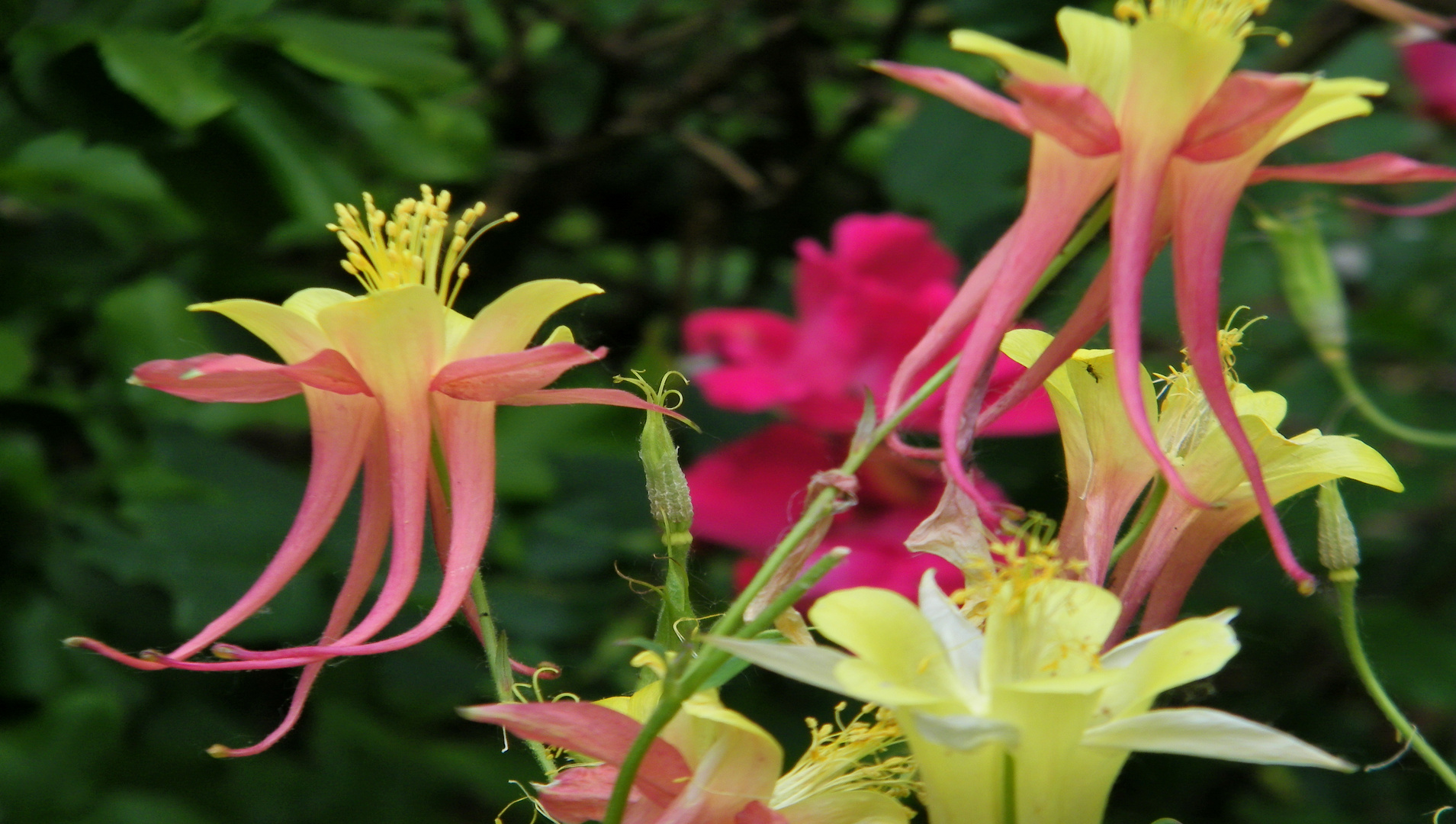 Visitors in The Garden