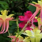 Visitors in The Garden