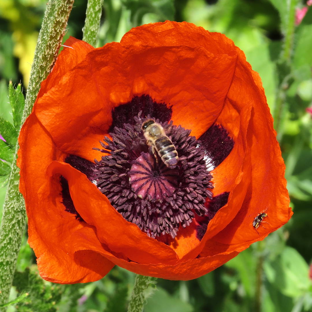 Visitors to a poppy flower ()