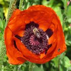 Visitors to a poppy flower ()