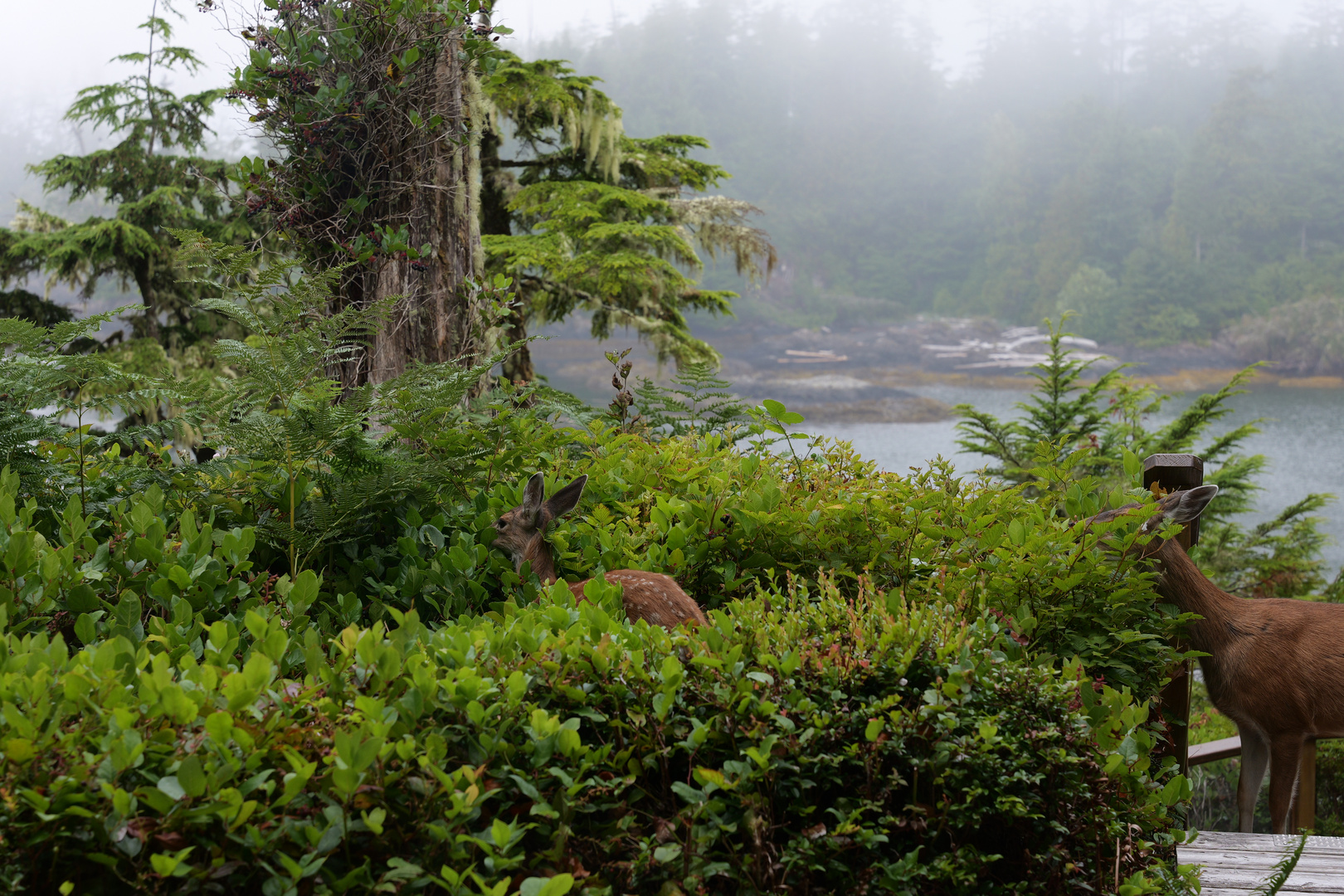 Visitors - Ucluelet, Vancouver Island