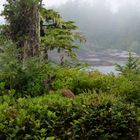 Visitors - Ucluelet, Vancouver Island