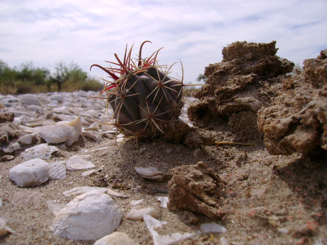 VISNAGA BEBE 2