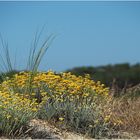 Vison sur les dunes de la Côte Landaise